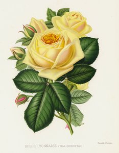 玫瑰园：Belle Lyonnaise，Tea Scented 作者 英语学校